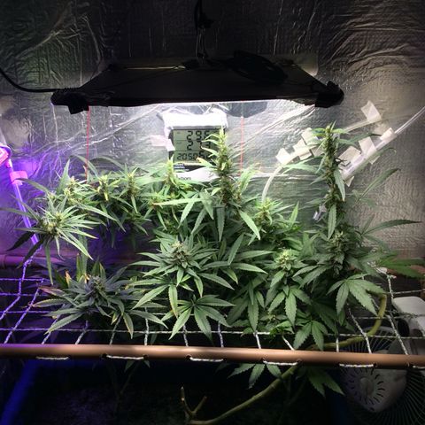 Purple Kush growlog timeline photo