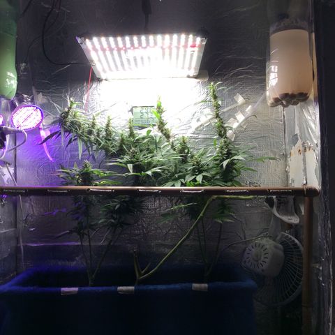 Purple Kush growlog timeline photo