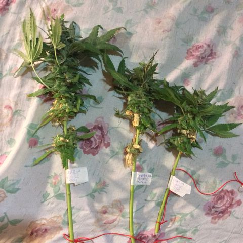 Purple Kush growlog photo: Hoje cortei pra secar