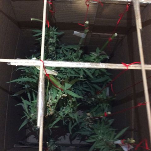 Purple Kush growlog photo: Hoje cortei pra secar