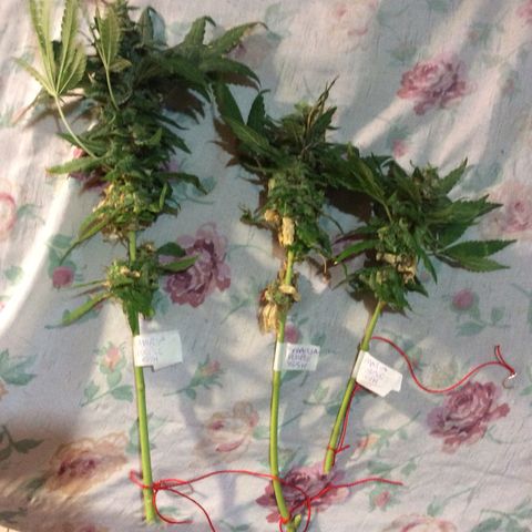 Purple Kush growlog photo: Coleei pra secar e a Wolf na cura dia 14-10