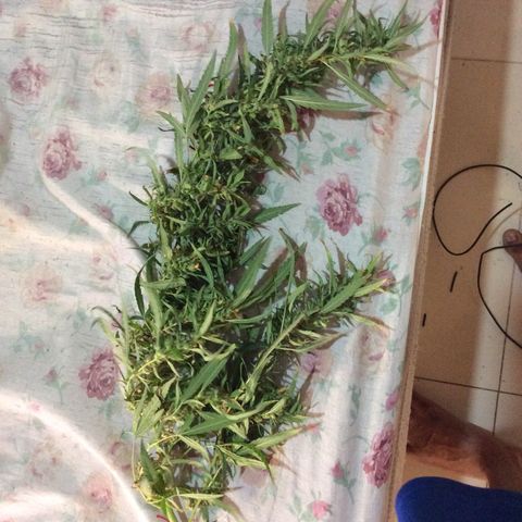 Purple Kush growlog photo: Coleei pra secar e a Wolf na cura dia 14-10