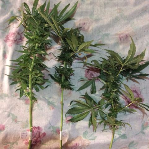 Purple Kush growlog photo: Coleei pra secar e a Wolf na cura dia 14-10