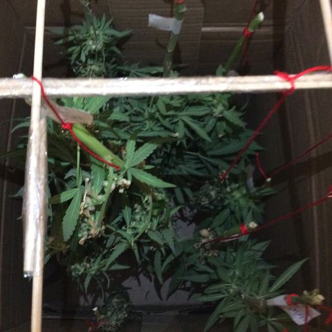 Purple Kush growlog photo: Coleei pra secar e a Wolf na cura dia 14-10