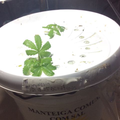Purple Kush growlog photo: Clonadora adicionei aminesia primeira ser clonada