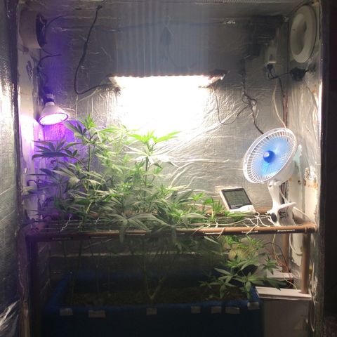 Purple Kush growlog photo: Regas ferts em dias 2 semana de floração 
