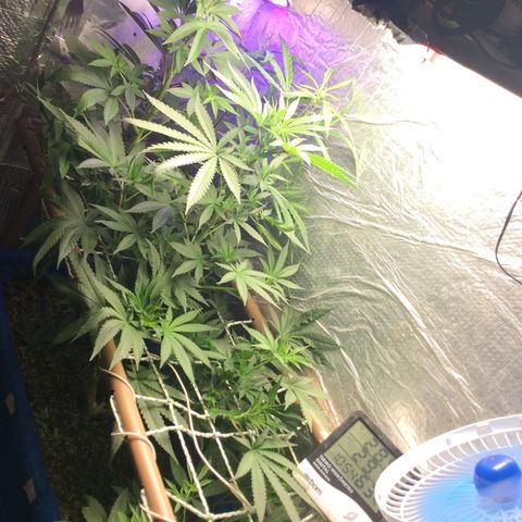 Purple Kush growlog photo: Regas ferts em dias 2 semana de floração 