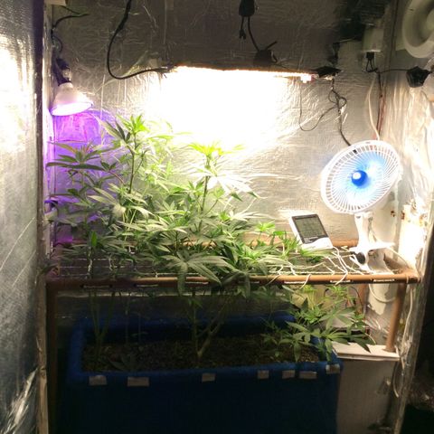 Purple Kush growlog photo: Regas ferts em dias 2 semana de floração 
