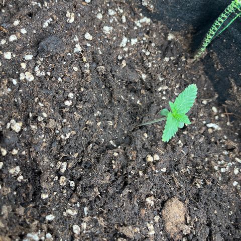 Monster Mash growlog timeline photo