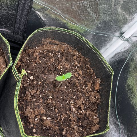Monster Mash growlog timeline photo