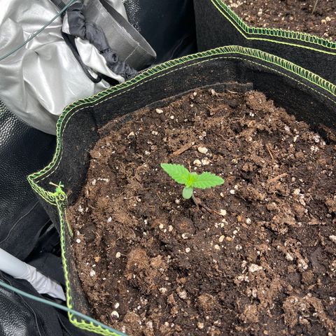 Monster Mash growlog timeline photo