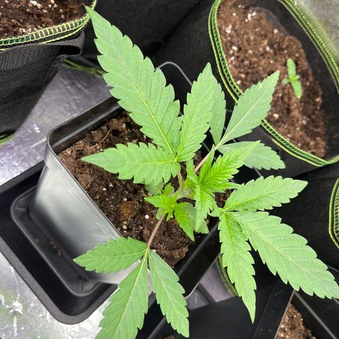 HerzOG growlog timeline photo