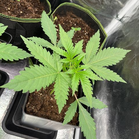 HerzOG growlog timeline photo