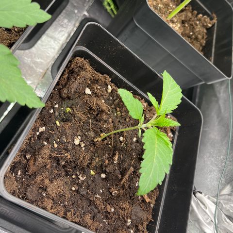 HerzOG growlog timeline photo