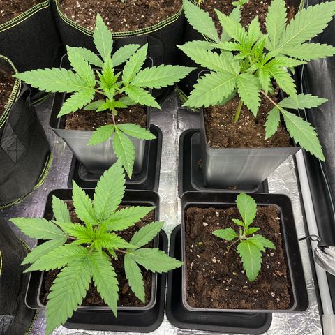 HerzOG growlog timeline photo