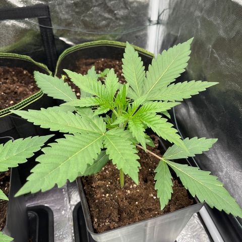 HerzOG growlog timeline photo