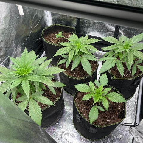 HerzOG growlog timeline photo