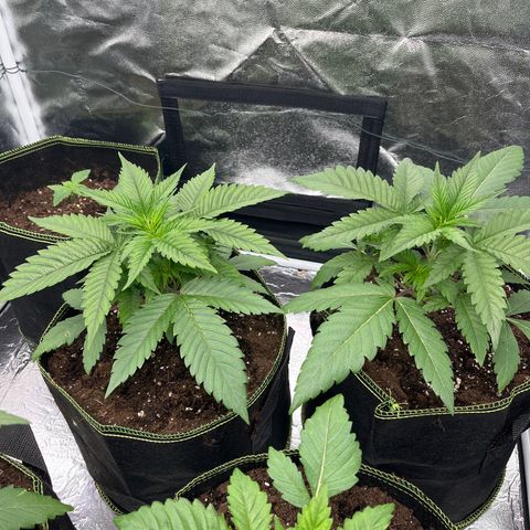 HerzOG growlog timeline photo
