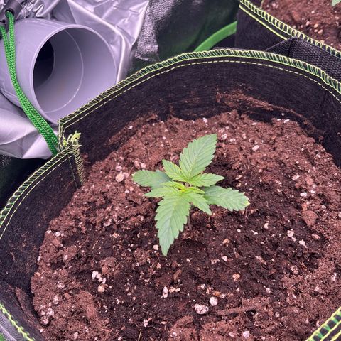 Monster Mash growlog timeline photo