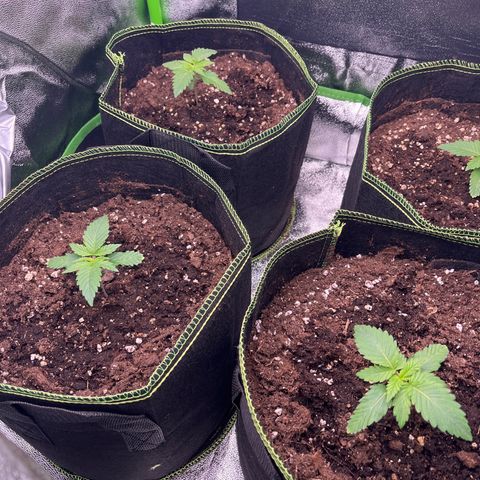 Monster Mash growlog timeline photo