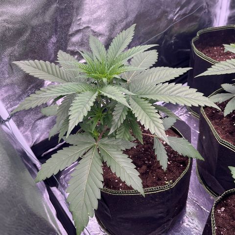 HerzOG growlog timeline photo