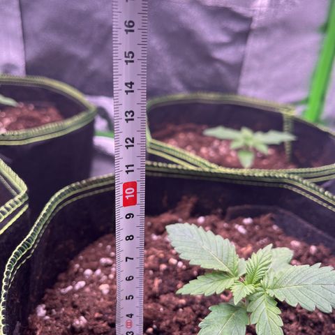 Monster Mash growlog timeline photo