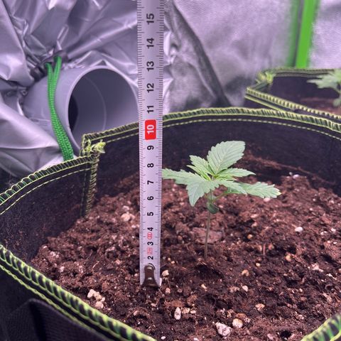 Monster Mash growlog timeline photo