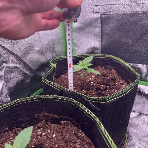 Monster Mash growlog timeline photo