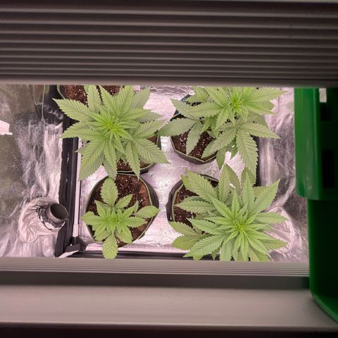 HerzOG growlog timeline photo