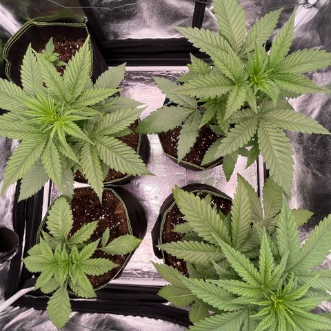 HerzOG growlog timeline photo