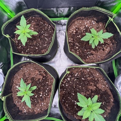 Monster Mash growlog timeline photo