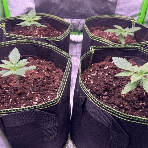 Monster Mash growlog timeline photo