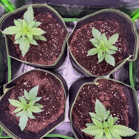 Monster Mash growlog timeline photo
