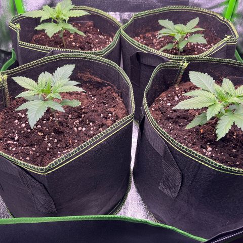 Monster Mash growlog timeline photo