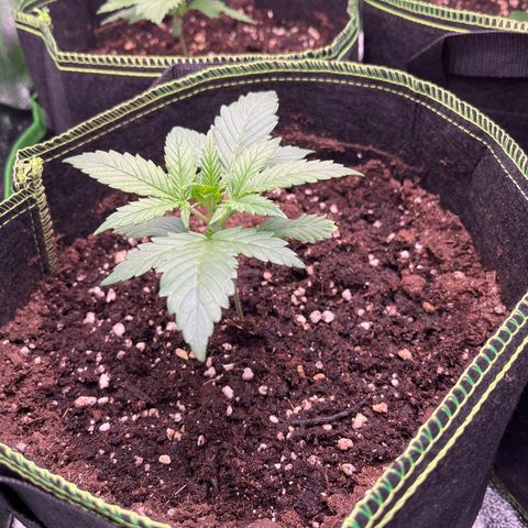 Monster Mash growlog timeline photo