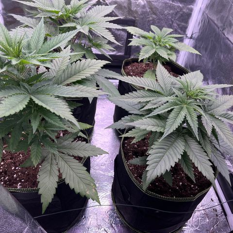 HerzOG growlog timeline photo