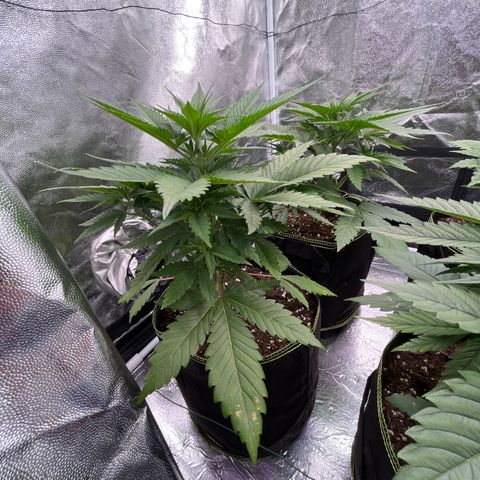 HerzOG growlog timeline photo