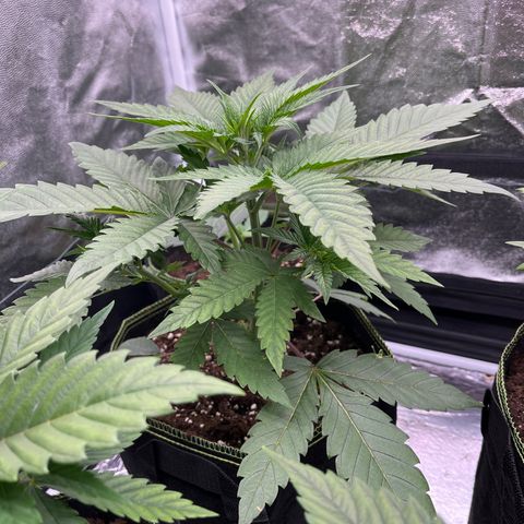 HerzOG growlog timeline photo