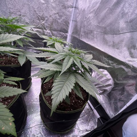 HerzOG growlog timeline photo