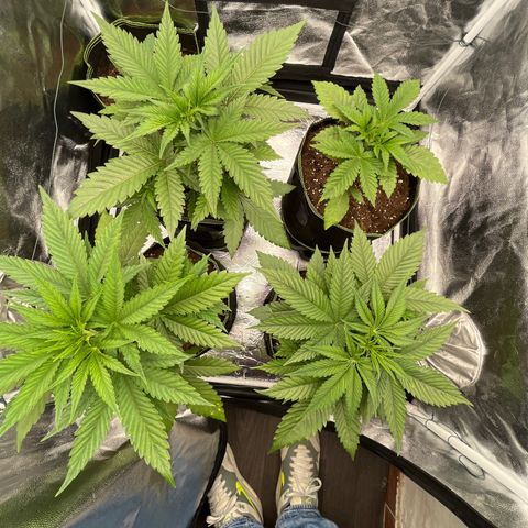 HerzOG growlog timeline photo