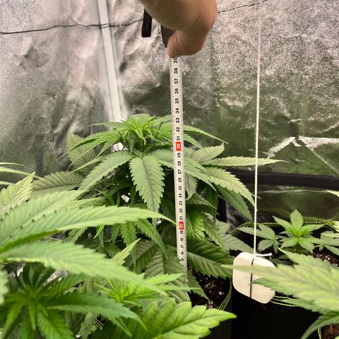 HerzOG growlog timeline photo