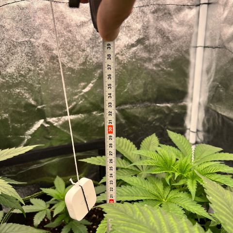 HerzOG growlog timeline photo