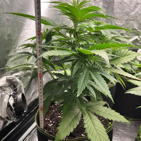 HerzOG growlog timeline photo