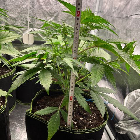 HerzOG growlog timeline photo