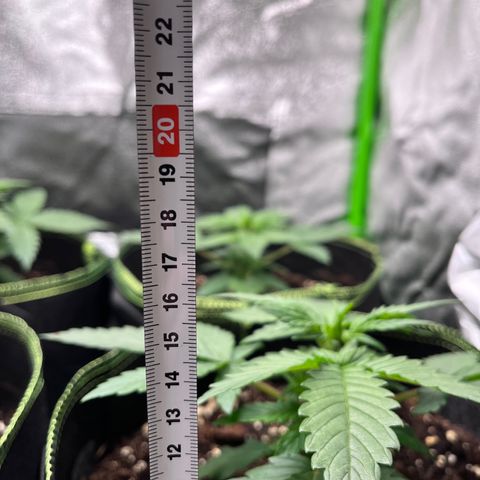 Monster Mash growlog timeline photo