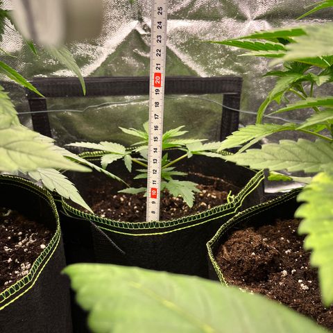 Monster Mash growlog timeline photo