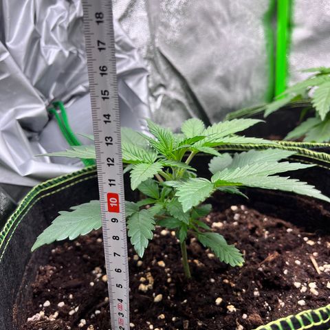 Monster Mash growlog timeline photo
