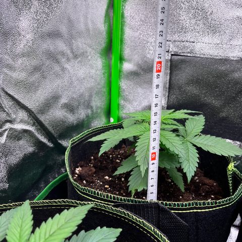 Monster Mash growlog timeline photo