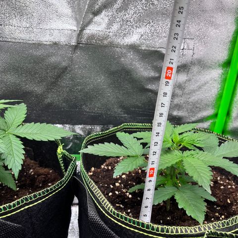 Monster Mash growlog timeline photo