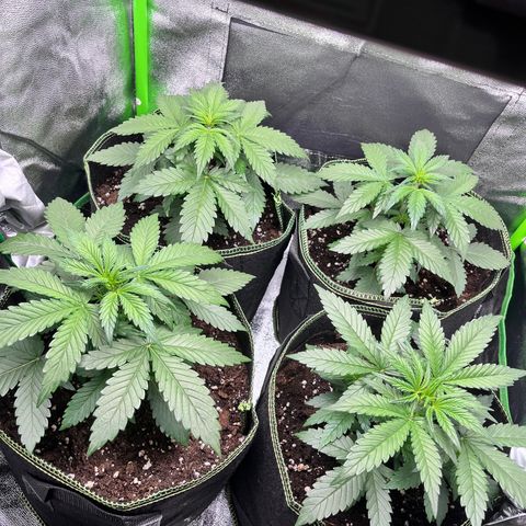 Monster Mash growlog timeline photo